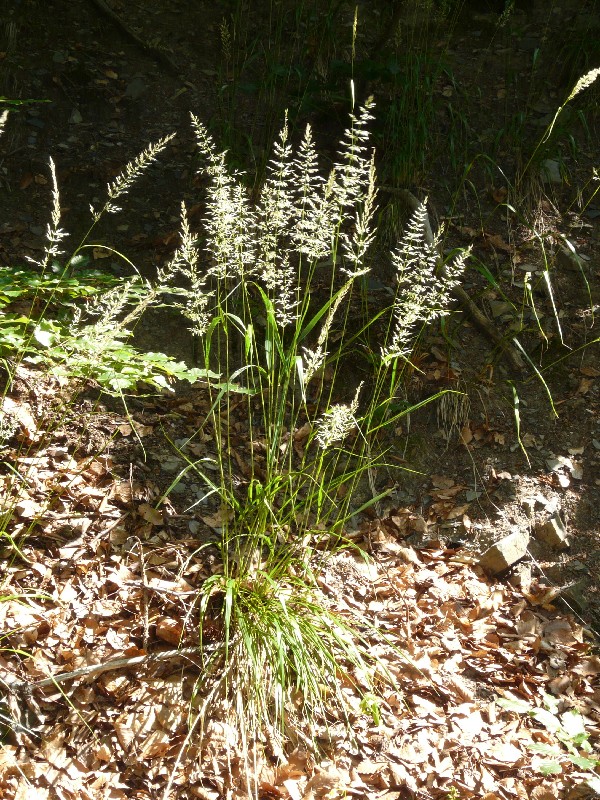 Calamagrostis arundinacea 1