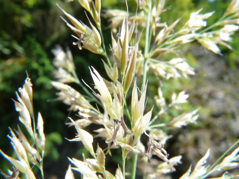 Calamagrostis arundinacea 2