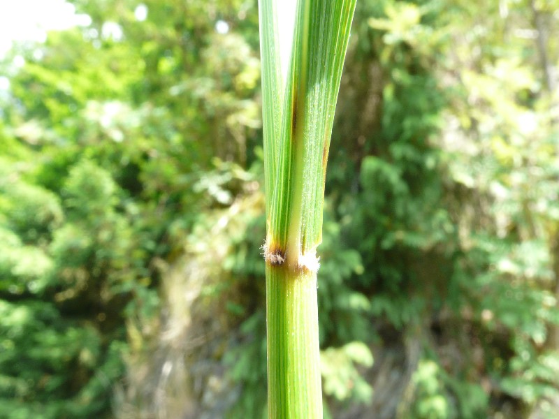 Calamagrostis arundinacea 3