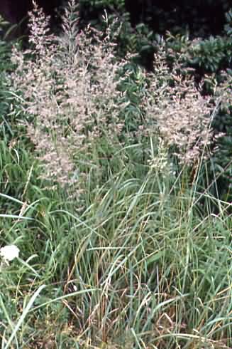 Calamagrostis epigejos 1