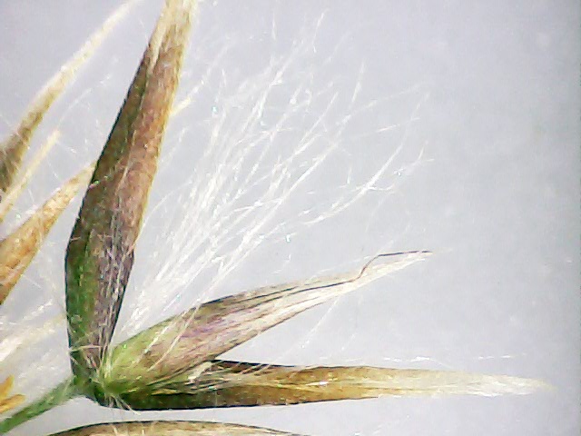 Calamagrostis epigejos 2