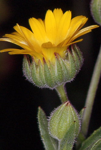 Calendula arvensis 2