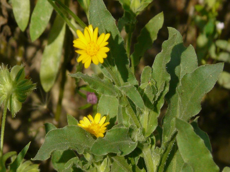 Calendula arvensis 1