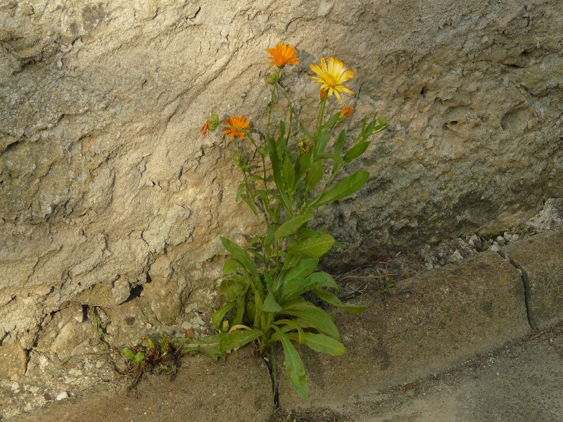 Calendula officinalis 1