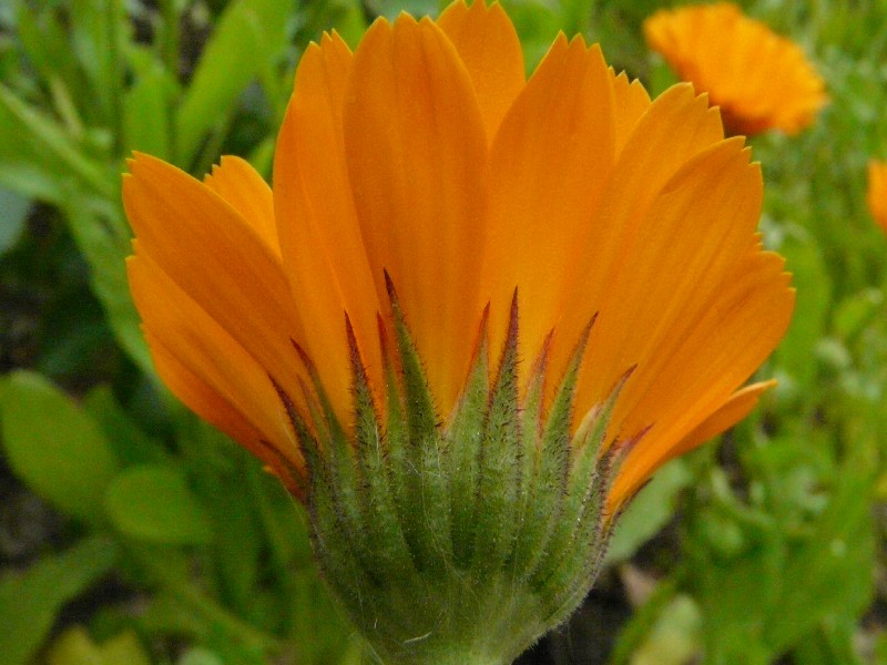 Calendula officinalis 2