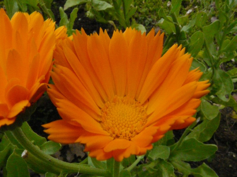 Calendula officinalis 3