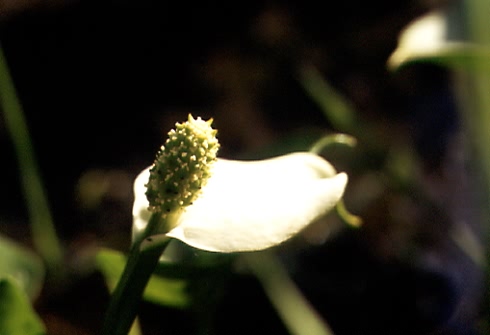 Calla palustris 2