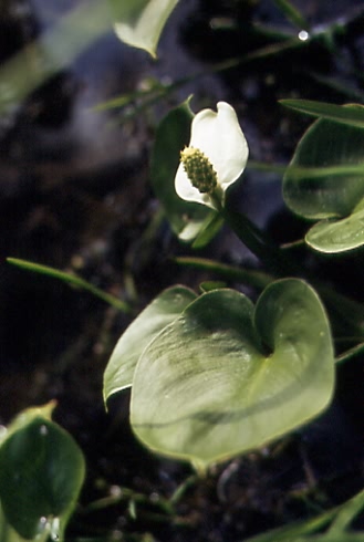 Calla palustris 1