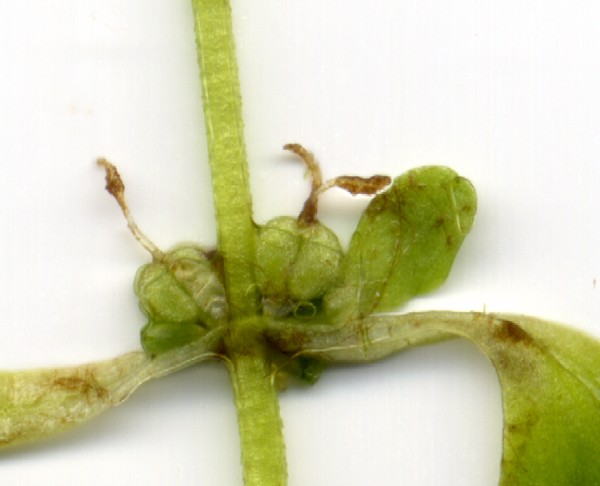 Callitriche platycarpa 2