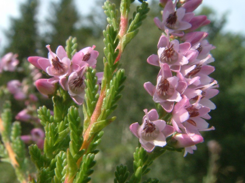 Calluna vulgaris 1