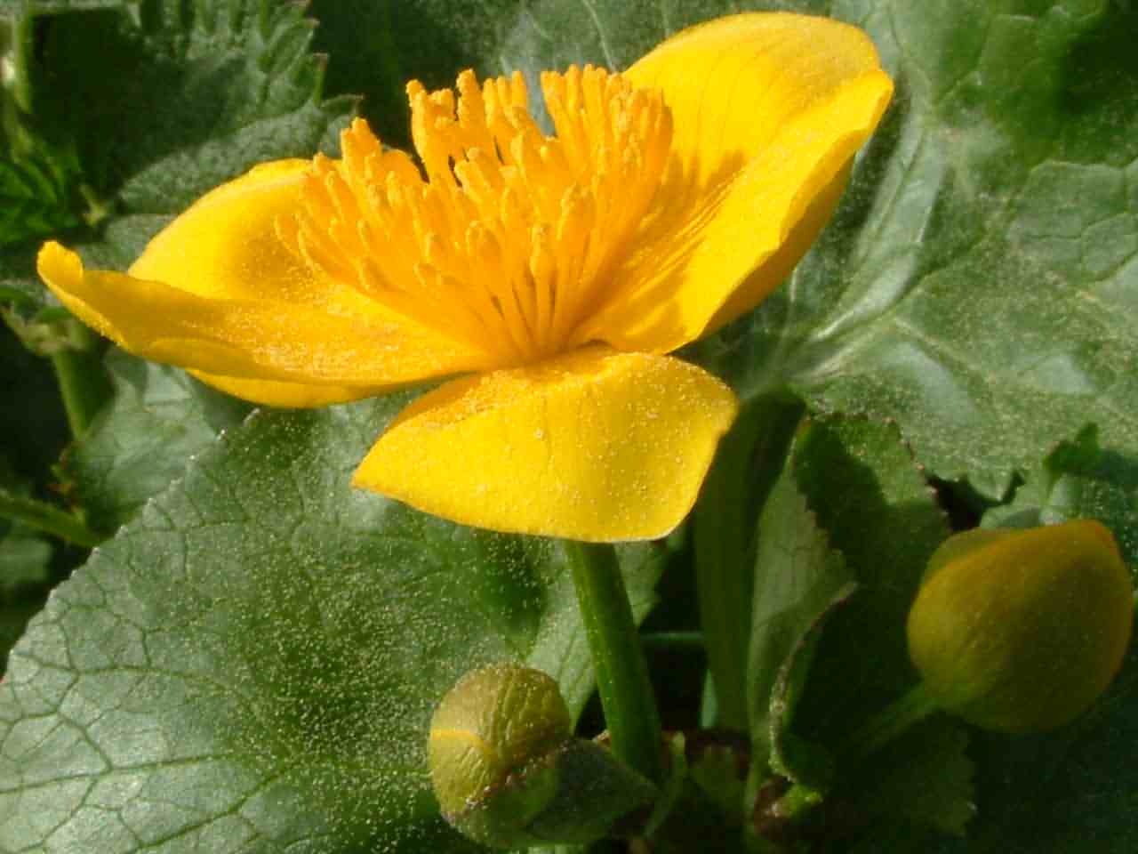 Caltha palustris 2