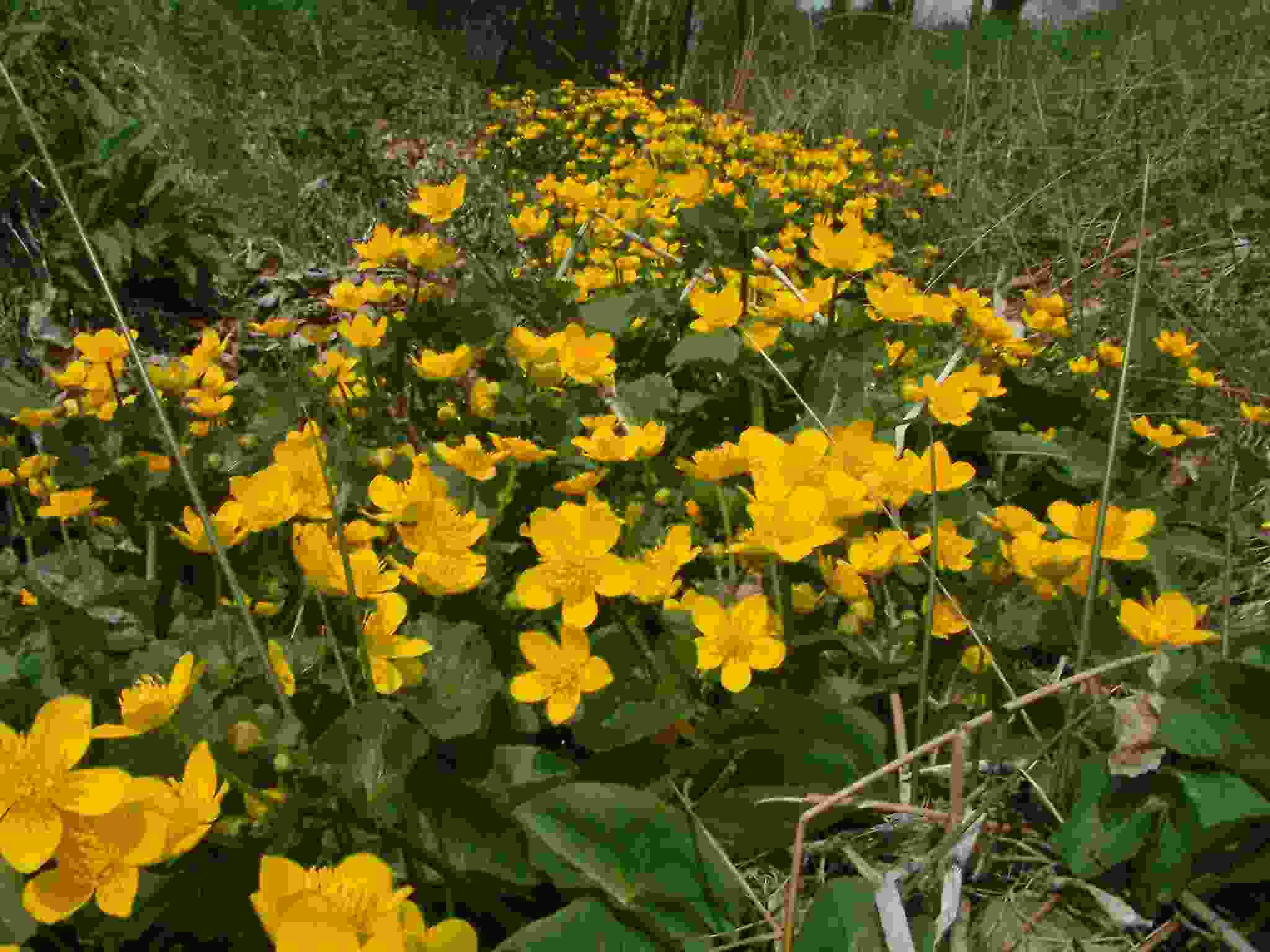 Caltha palustris 1