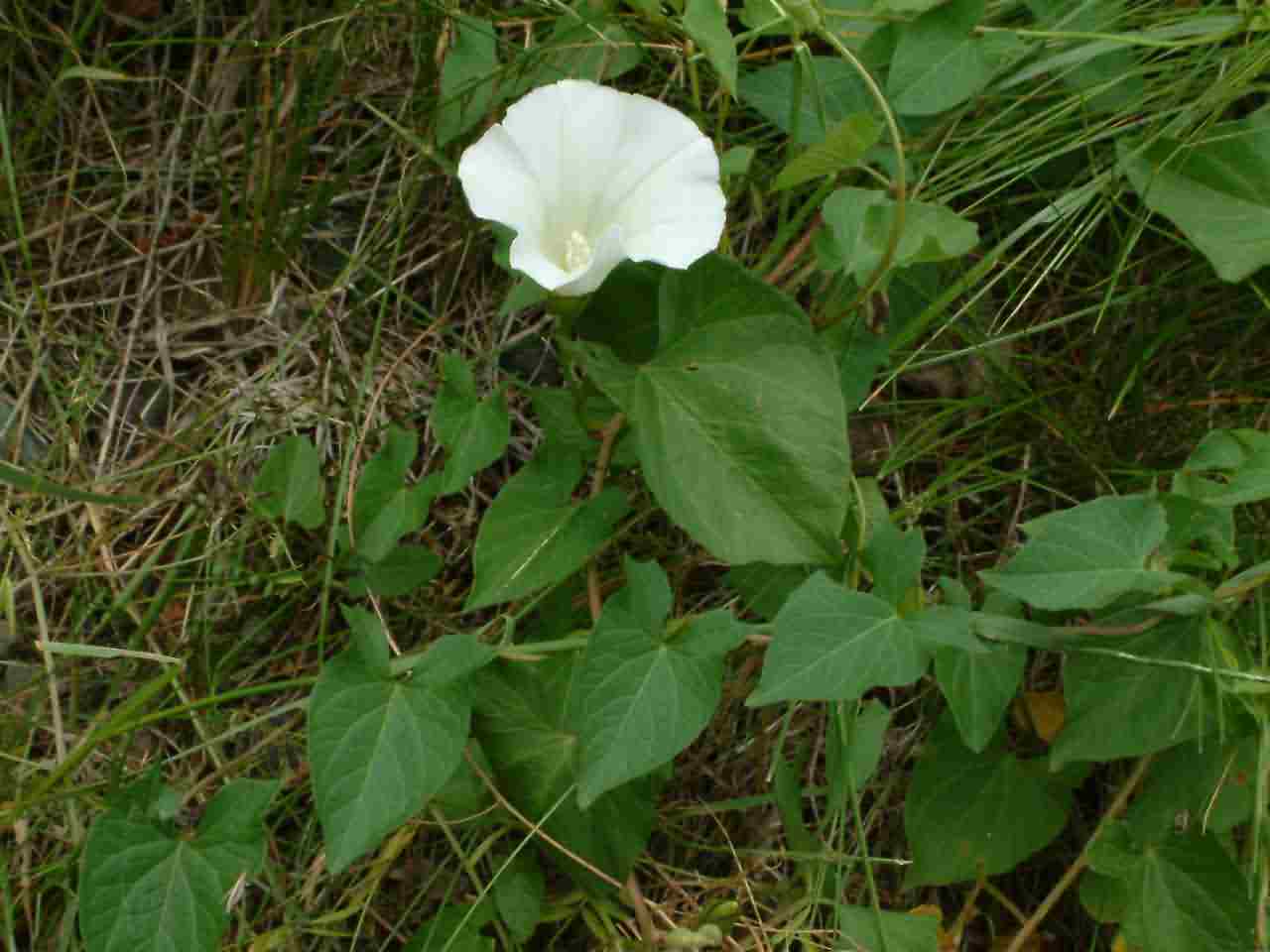 Calystegia sepium 1