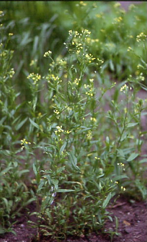 Camelina alyssum 1