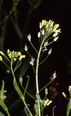 Camelina alyssum 2