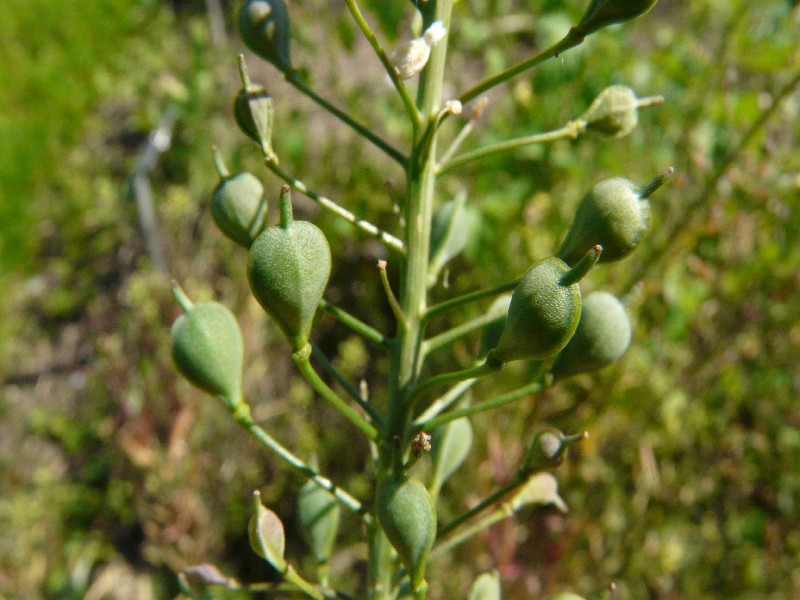 Camelina microcarpa 2