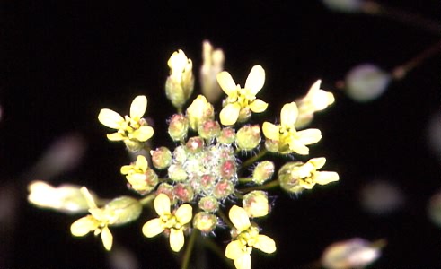 Camelina microcarpa subsp. sylvestris 1