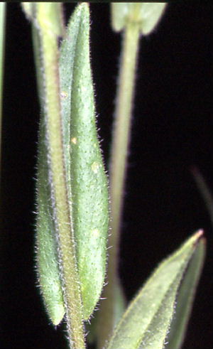 Camelina microcarpa subsp. sylvestris 3