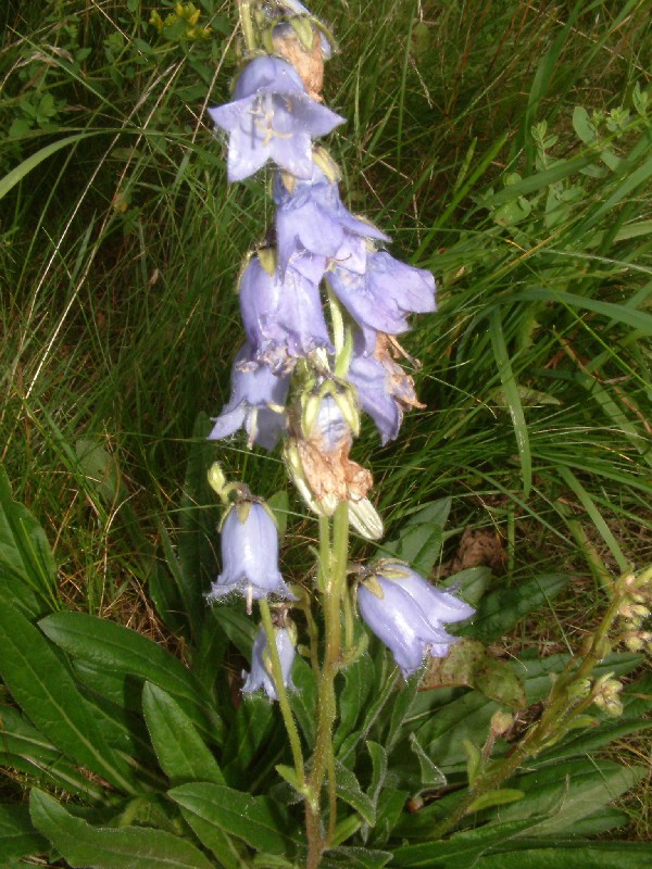 Campanula barbata 2