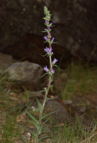 Campanula cervicaria 1