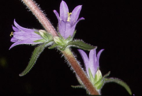 Campanula cervicaria 2