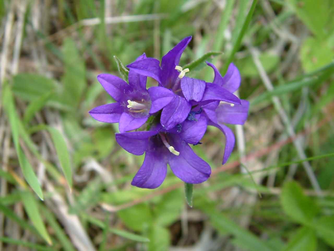 Campanula glomerata 2