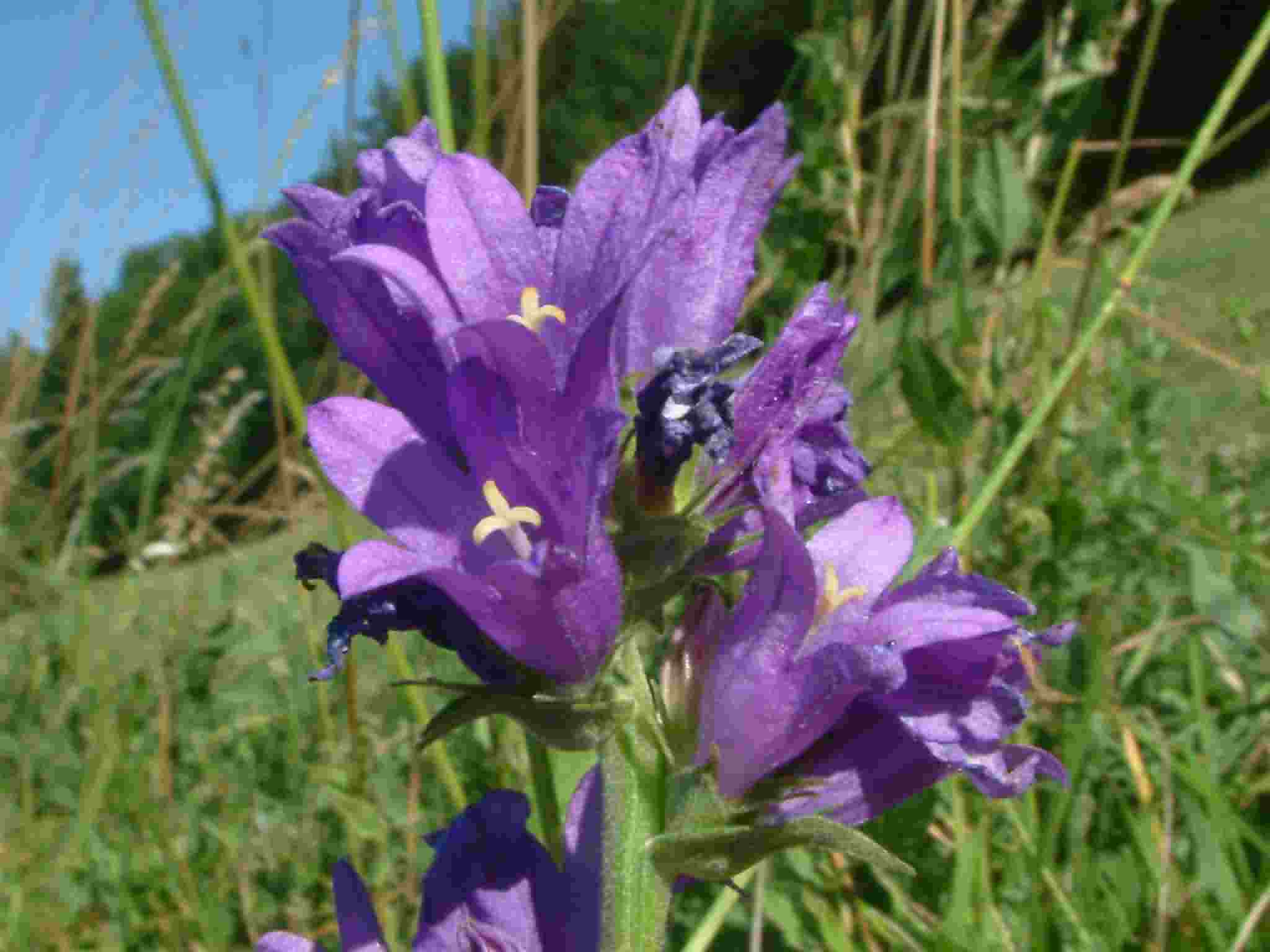 Campanula glomerata 3