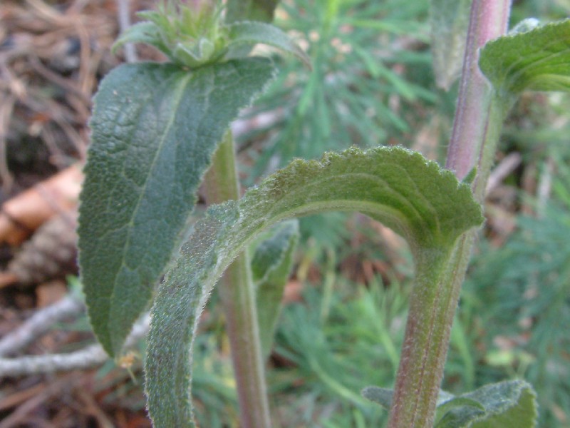 Campanula glomerata 4