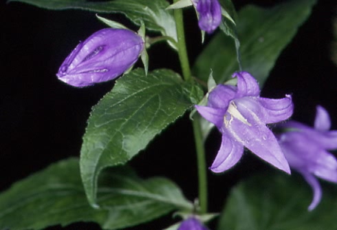 Campanula_latifolia