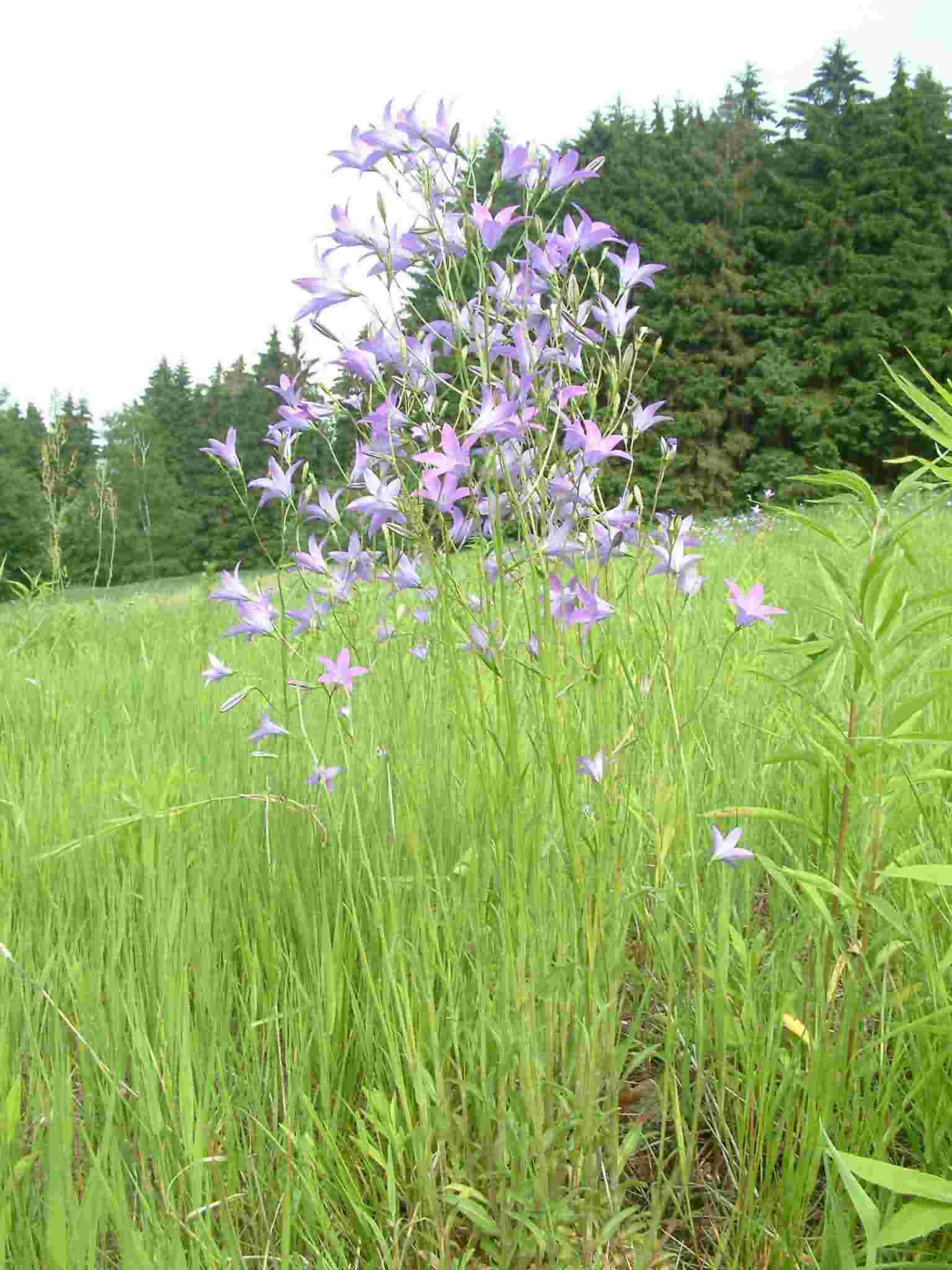 Campanula patula 1