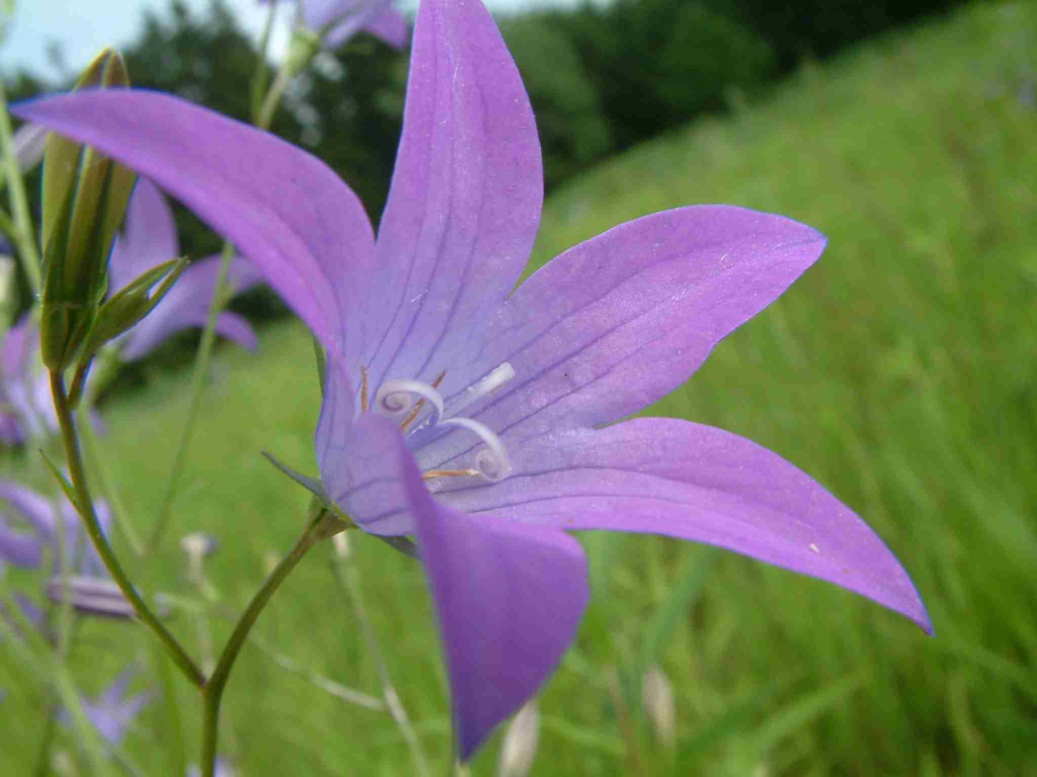 Campanula patula 2