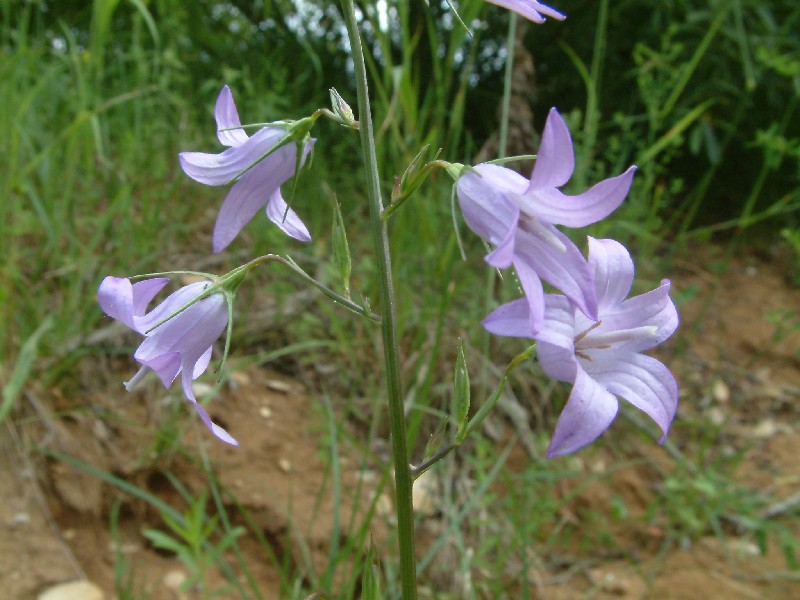 Campanula persicifolia 1