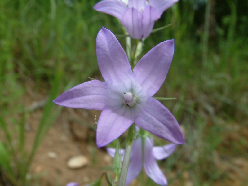 Campanula persicifolia 2