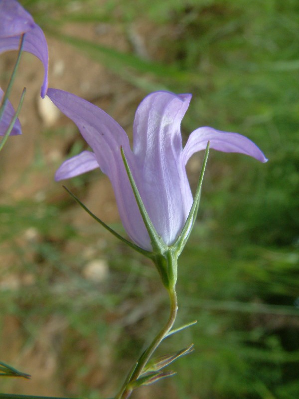 Campanula persicifolia 3