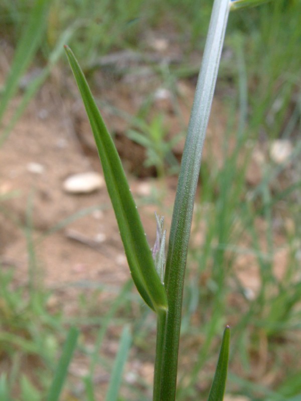 Campanula persicifolia 4