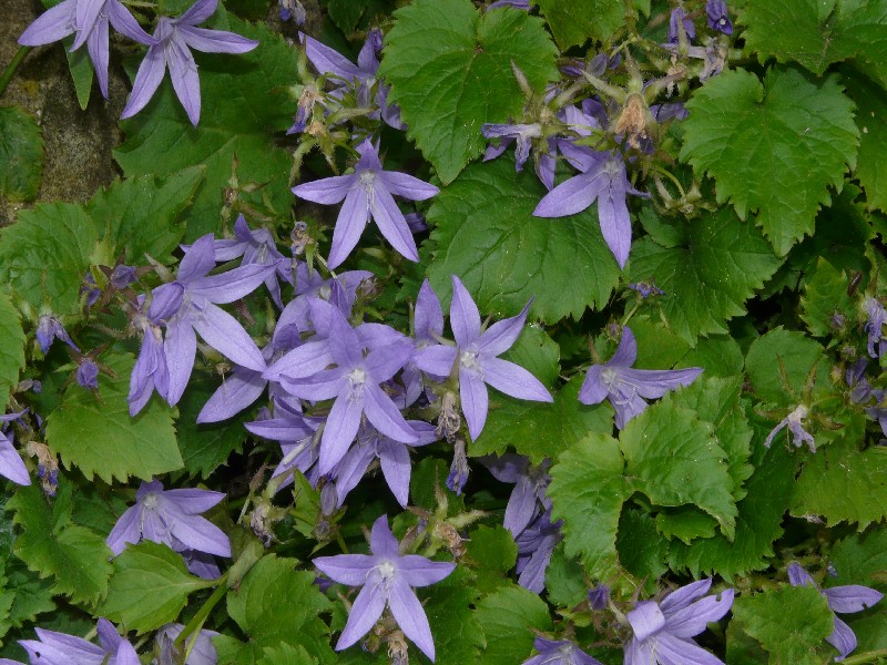 Campanula poscharskyana