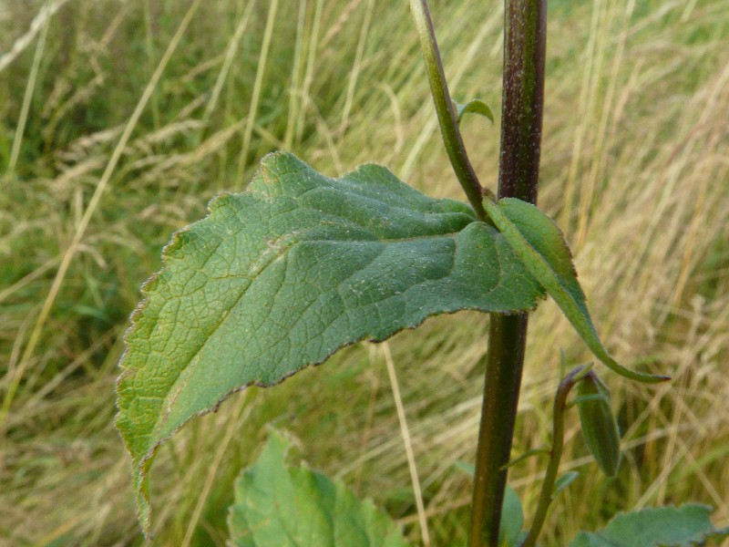 Campanula rapunculoides 5