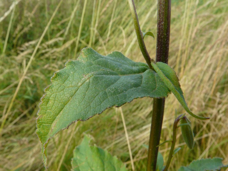 Campanula rapunculoides 5