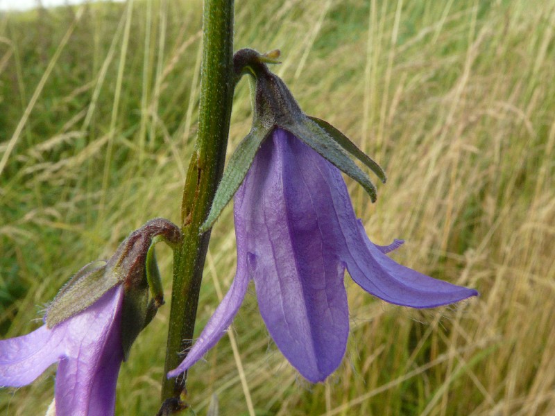 Campanula rapunculoides 3