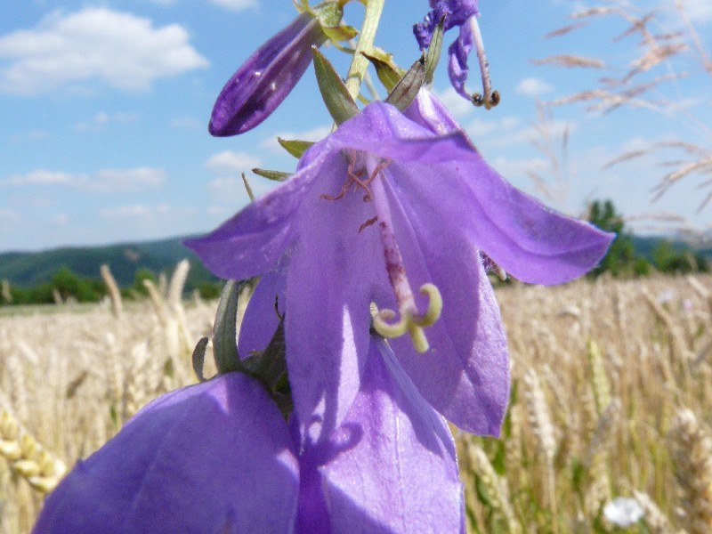 Campanula rapunculoides 2