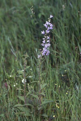 Campanula rapunculus 1