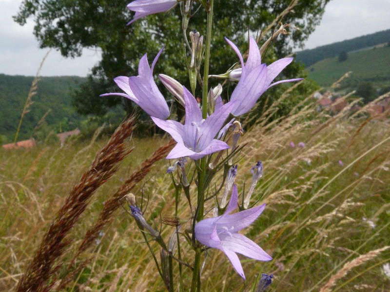 Campanula rapunculus 2