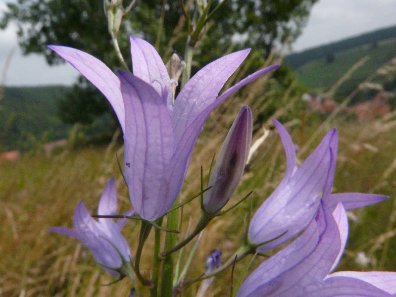 Campanula rapunculus 3