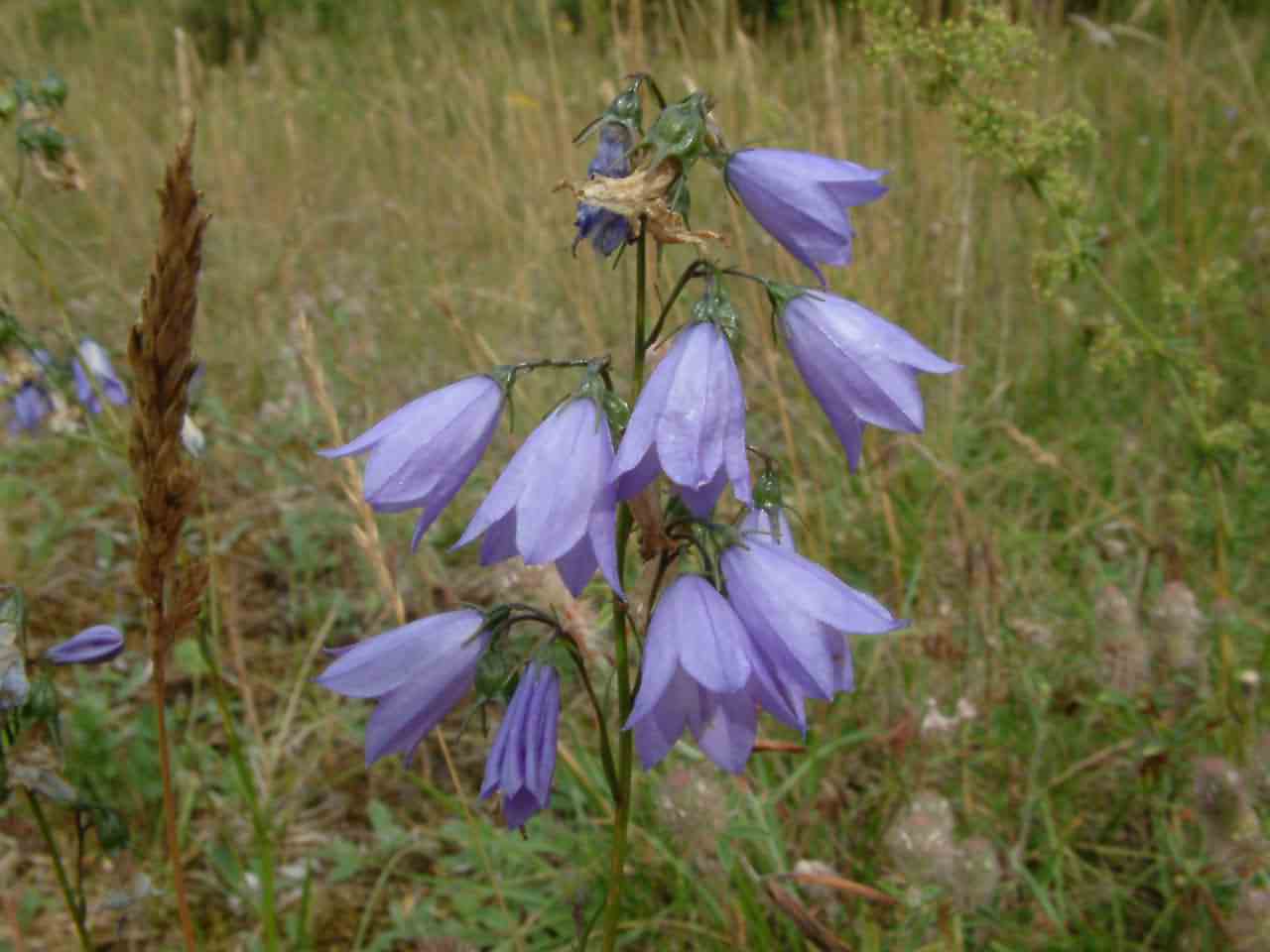 Campanula rotundifolia 2