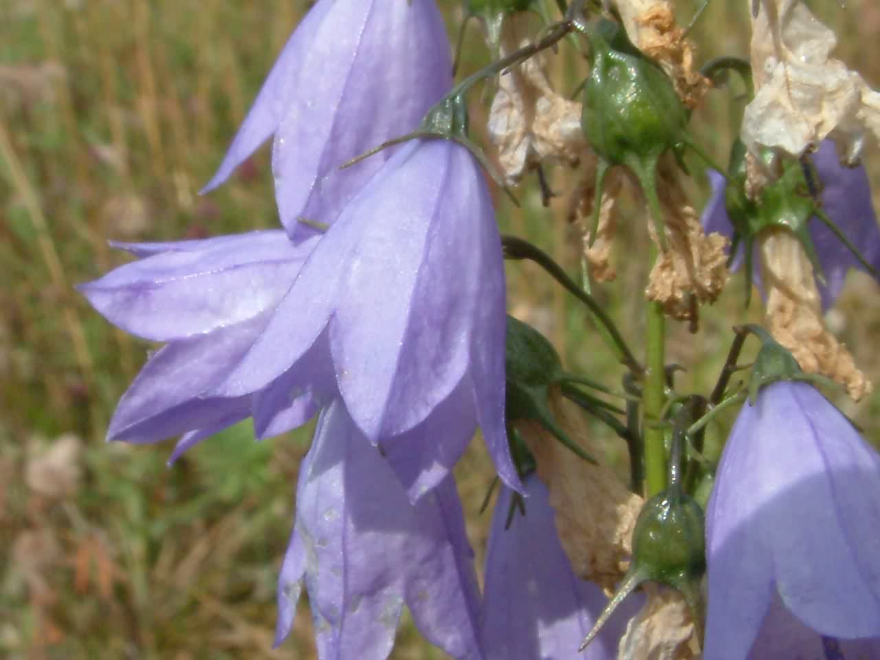 Campanula rotundifolia 3