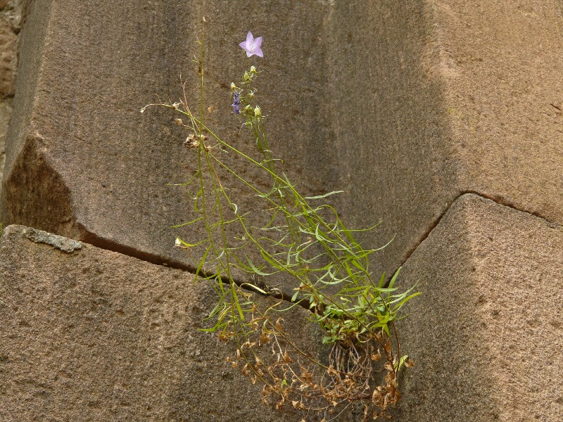 Campanula rotundifolia 1