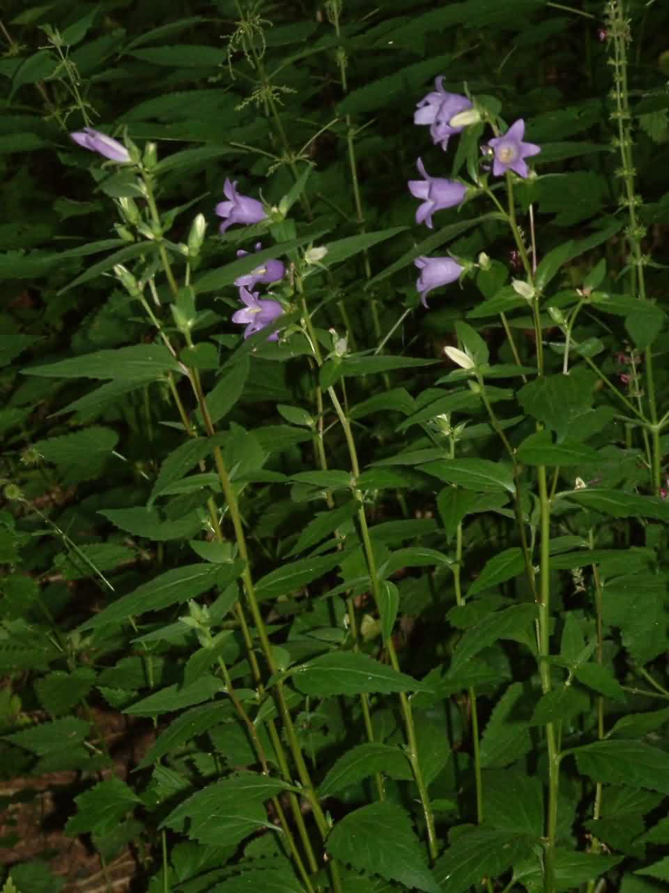 Campanula trachelium 1