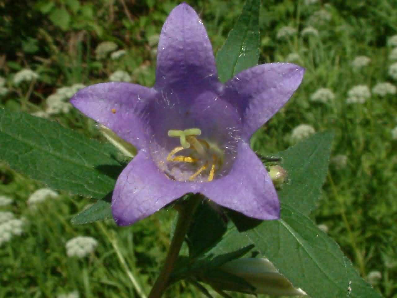 Campanula trachelium 2