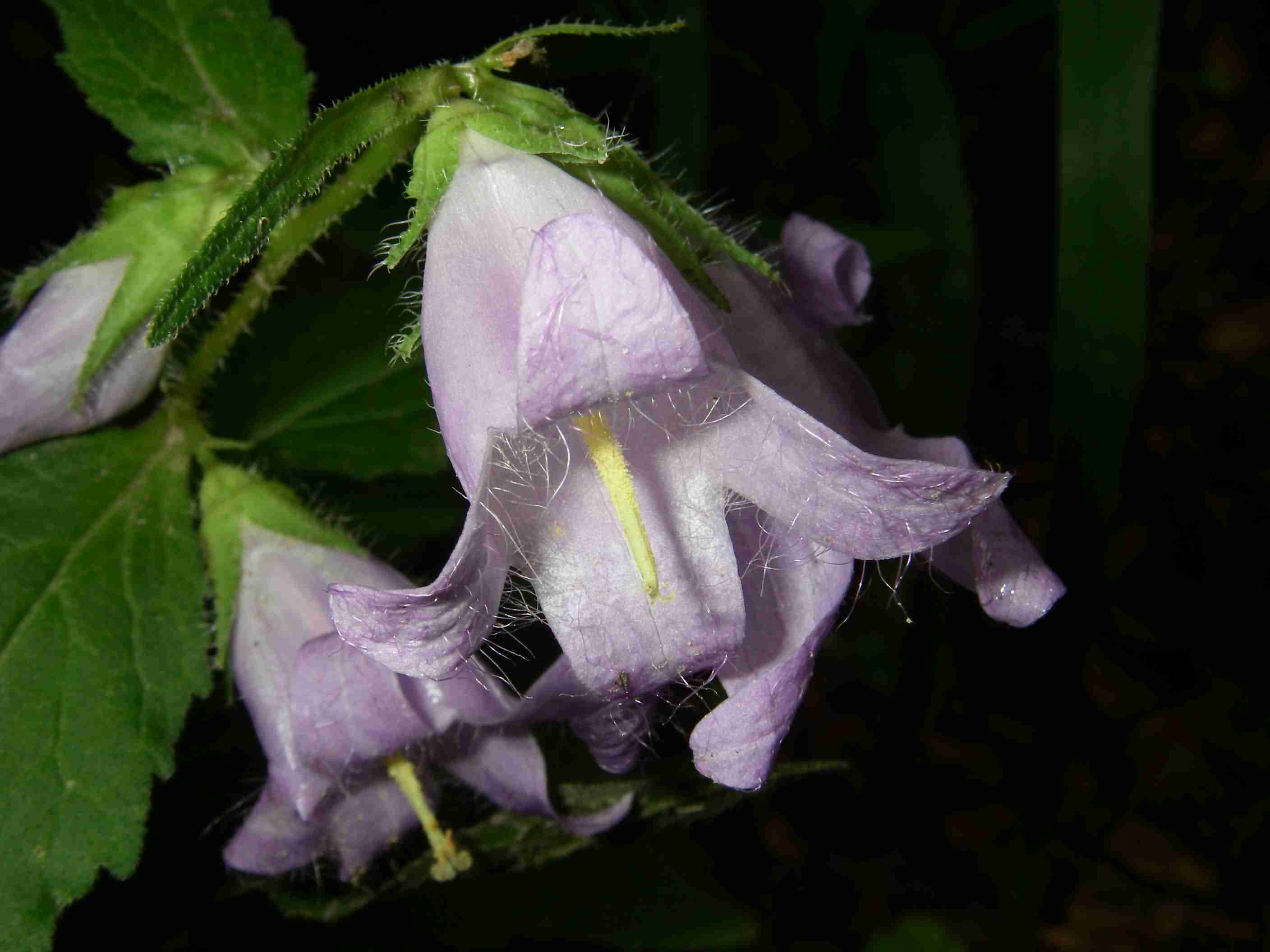 Campanula trachelium 3