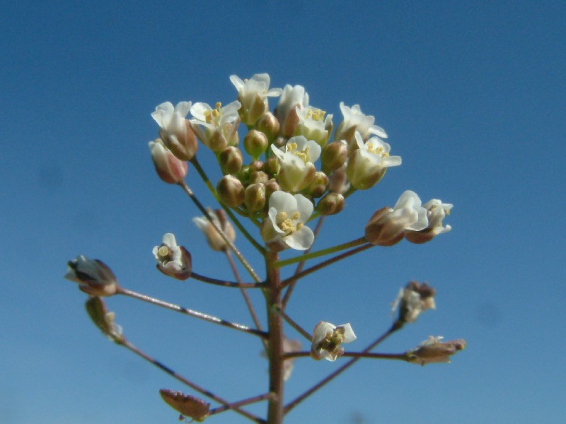 Capsella bursa-pastoris 2